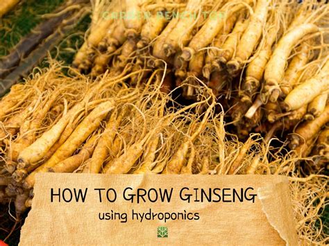 can ginseng grow in texas|where does ginseng grow usda.